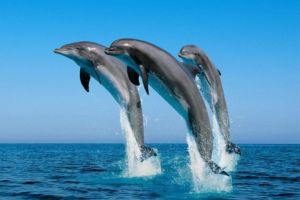 Jumping dolphins