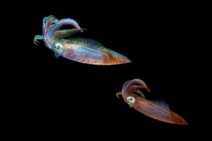 squid at night