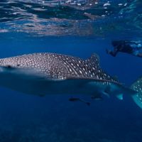 diver with whale shark