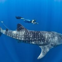 swimming with whale sharks in the Caribbean