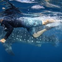 Swimmer getting close to whale shark