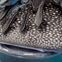 Remoras on top of whale shark