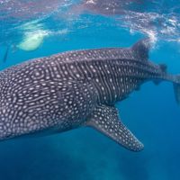 Whale shark spots