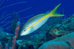This fish is a favorite for salt water aquariums