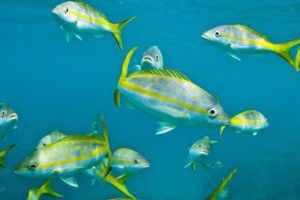 A school poses for the camera