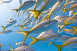 Sosua reefs have abundant yellow tail