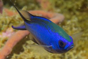 blue chromis in sosua reef