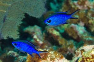 Chromis in aquarium