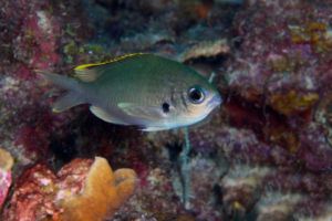 Chromis come in many colors