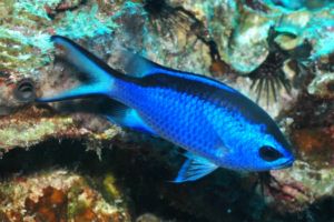 The most common chromis is the blue