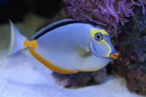 Blue tang in aquarium