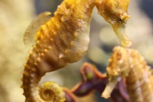 Yellow seahorse with juvenile