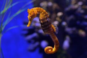 A solitary seahorse