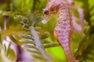 Pink seahorse