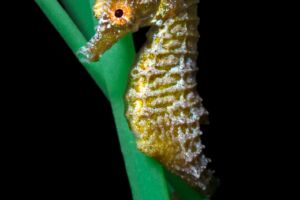Golden dwarf seahorse