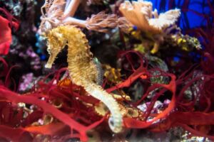 Dwarf seahorse in aquarium
