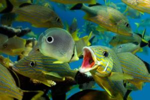 Grunt and Butterfly fish