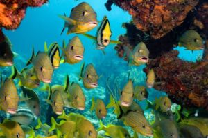 School of grunts drift on the reef