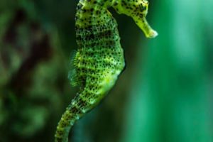 Green Seahorse