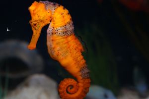 Orange Seahorse