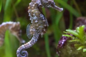 Aquarium seahorse