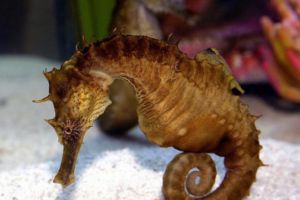 Brown lined seahorse