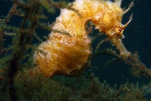 Golden seahorse