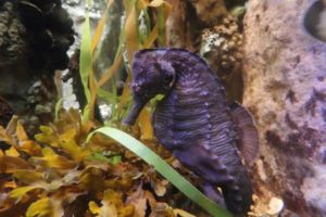 Purple lined seahorse