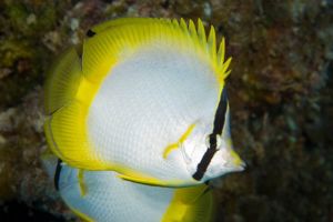 Spotfin in Sosua reef