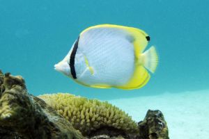 Swimming in a fish tank