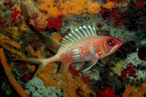 Candil Colorado ( DR )