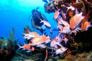 Diver and Squirrelfish