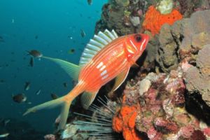 A solitary Squirrelfish