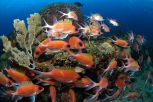 Schooling in the reef